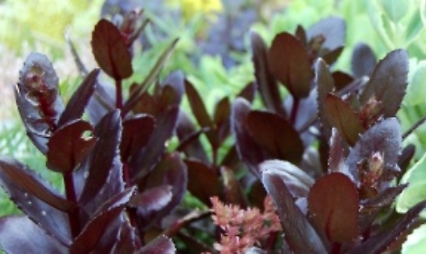 Quel sedum color cioccolato