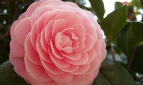 Camellia a fioritura invernale