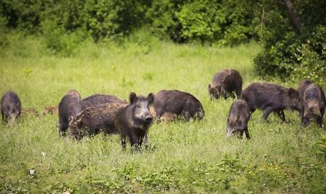 Cinghiali-vicino-alla-citta-campi-devastati-57bc2364e04dc1