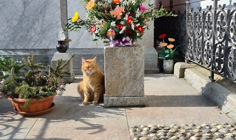 &laquo;Sui problemi delle colonie feline le risposte del Comune sono insoddisfacenti&raquo;