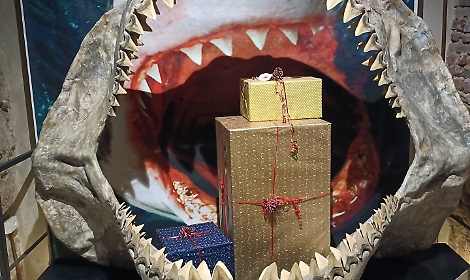 Il nuovo anno con il Museo Paleontologico: gennaio tra fossili, gioco e scoperta