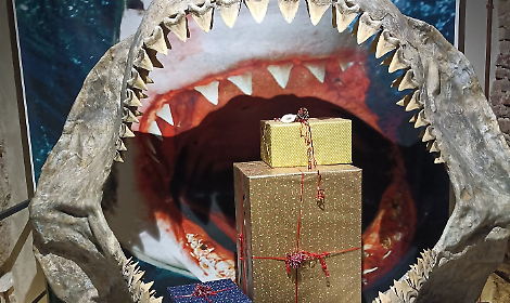 Gennaio al Museo Paleontologico: tombola, minerali e laboratori per aspiranti paleontologi