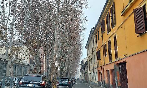 I platani di viale Pilone