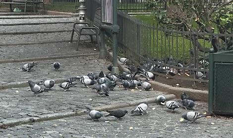 Piccioni in piazzetta San Paolo