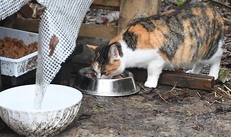 Un gatto alla Casa dell'Avvogatto