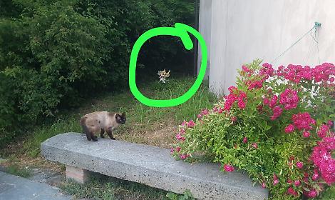 Impronte, Dna, tabulati telefonici, testimonianze: tutto quello che manca al suicidio sospetto di Raffaele