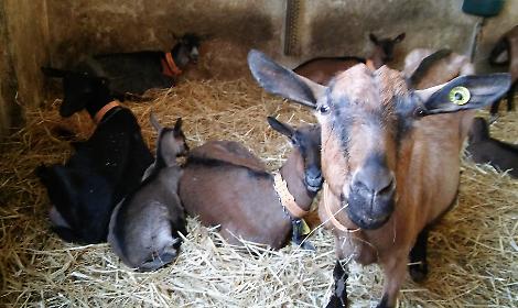 A Pasqua il capretto della Langa Astigiana allevato al latte materno diventa protagonista