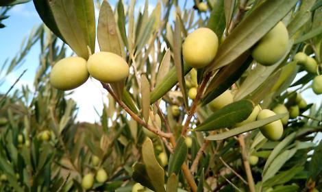 L'intuizione: quando l'olio extravergine del Monferrato incontra il Grignolino