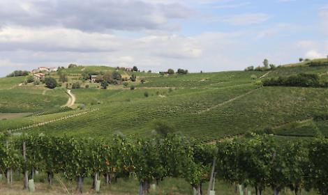 Canelli contro i nuovi OGM: scelta per la sovranit&agrave; alimentare e la tutela dei vini