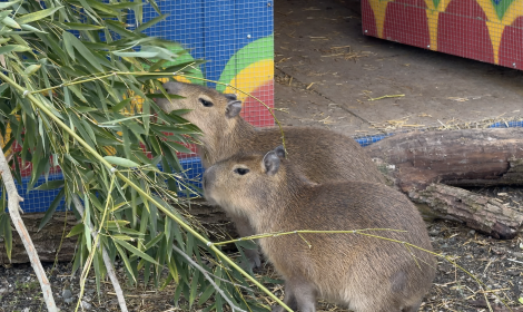 Tre sorelle di capibara a Zoom Torino: chi sono le star del web