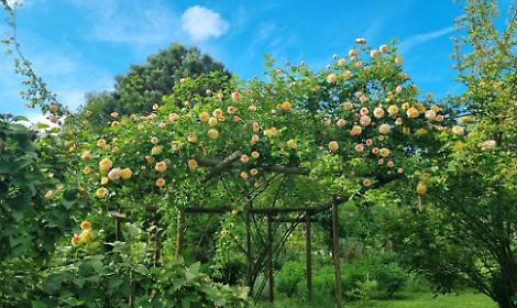 Il Giardino segreto di Arianna