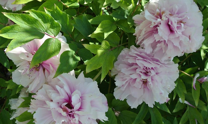 Peonie, i fiori tenaci che viaggiarono per mare