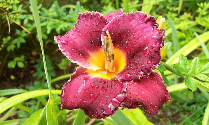 74mila variet&agrave; per l'hemerocallis, fiore vigoroso