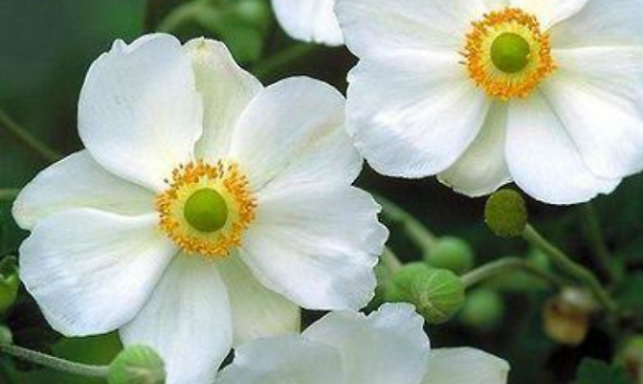 Anemone japonica, luce sui prati d'autunno