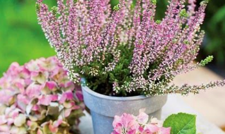 Fiori a venti sotto zero? Si pu&ograve;, con la Calluna