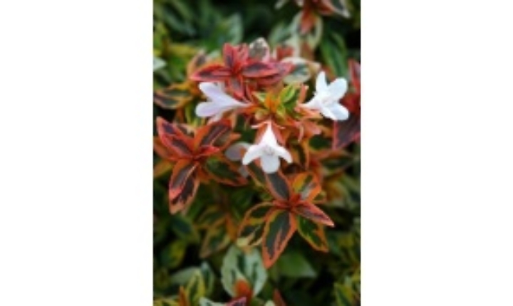 Con lautunno ecco labelia luminosa e profumata