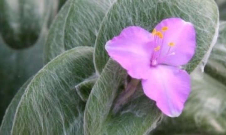 Lerba misera dalle foglie di velluto