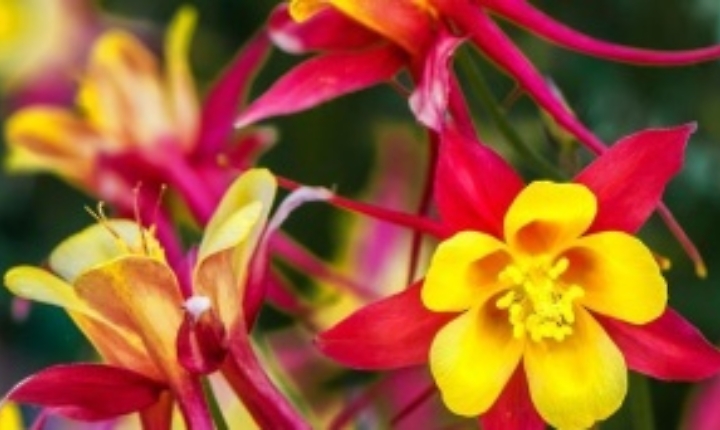 Aquilegie, stoiche e romantiche