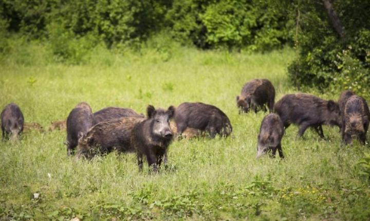 Cinghiali-vicino-alla-citta-campi-devastati-57bc2364e04dc1