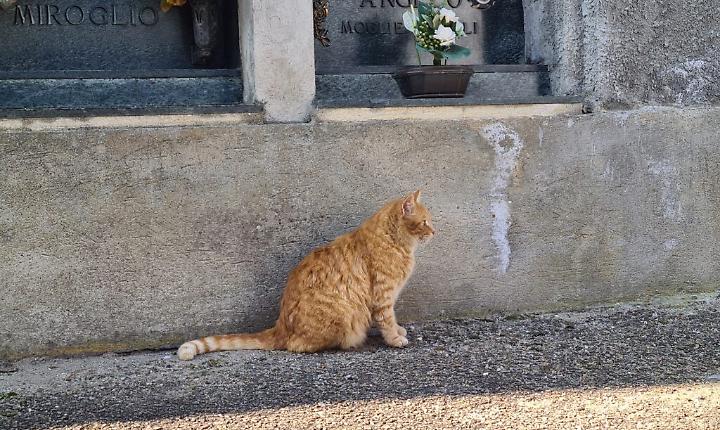 Il cimitero di Asti
