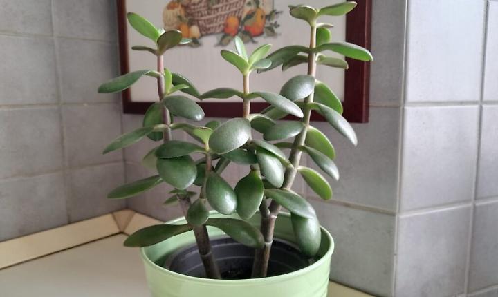 WhatsApp Image at ()