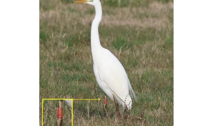 Airone bianco maggiore fotografato da Carlo Nebbia