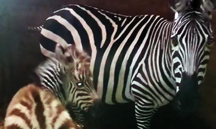 Lina, cucciola di zebra alla fattoria di Riccardo Crepaldi