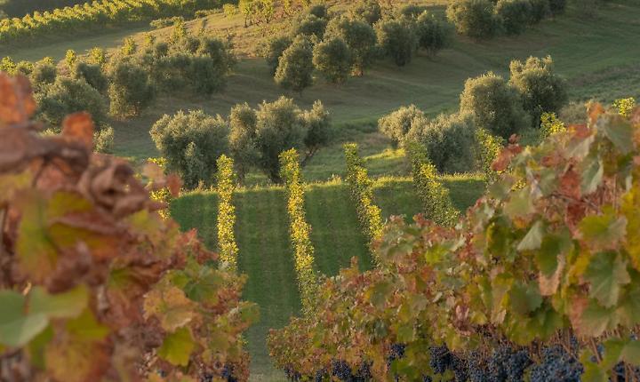 A Mombercelli l'incontro &ldquo;Viticoltura e noccioleto&rdquo;