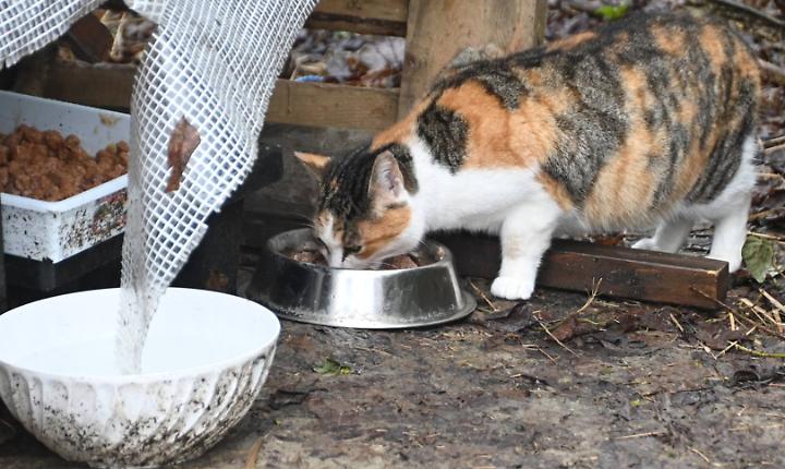 Un gatto alla Casa dell'Avvogatto