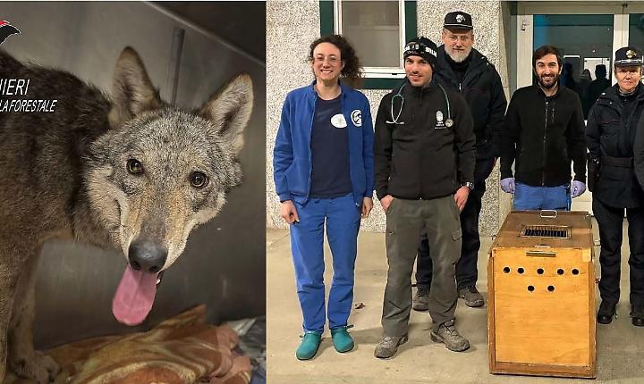 Una cucciola di lupa catturata per non farle prendere troppa "confidenza" con l'uomo