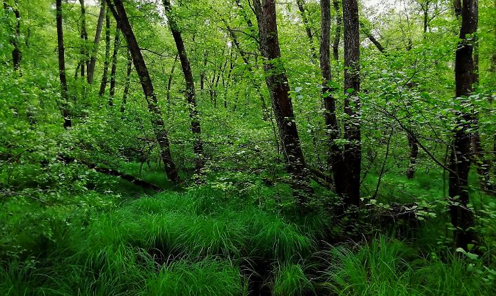 Salvare i boschi del Piemonte: nasce la rete dei boschi custoditi