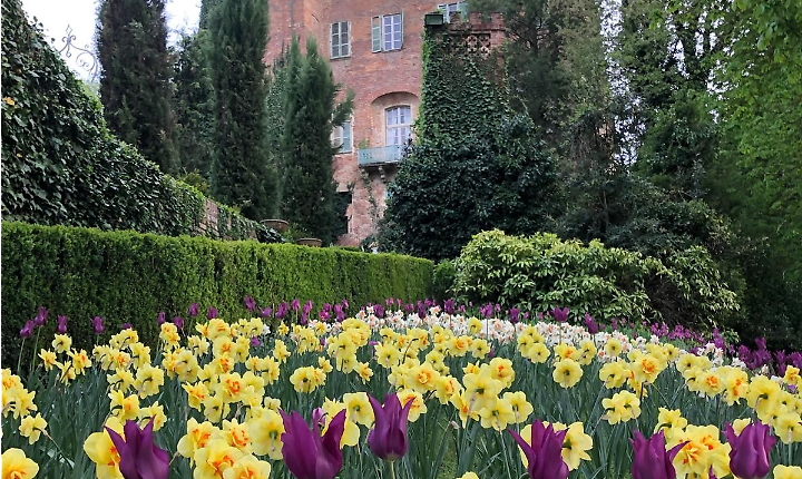 "Narciso Incantato" fiorisce al Castello di Piea: oltre 15.000 bulbose ed eventi in costume