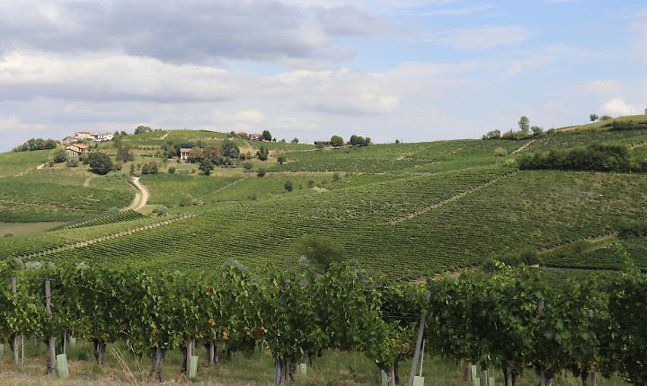Canelli contro i nuovi OGM: scelta per la sovranit&agrave; alimentare e la tutela dei vini