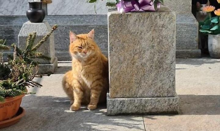 Nuovo atto di vandalismo contro la colonia felina del cimitero: &laquo;Ora passeremo alle vie legali&raquo;