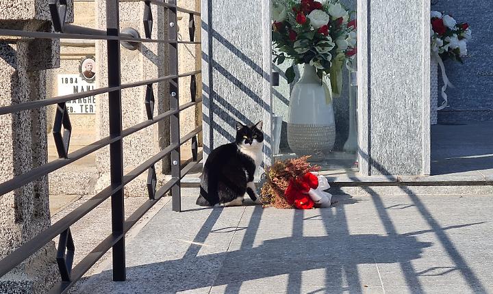 Uno dei gatti della colonia felina al cimitero di Asti [foto di repertorio]