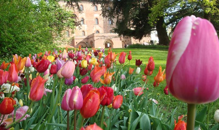 Messer Tulipano 2026: a Pralormo fiorisce la primavera dei 130mila bulbi