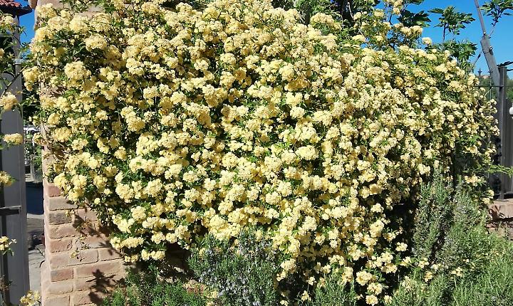 Domenica in fiore: a Cerreto la festa delle rose