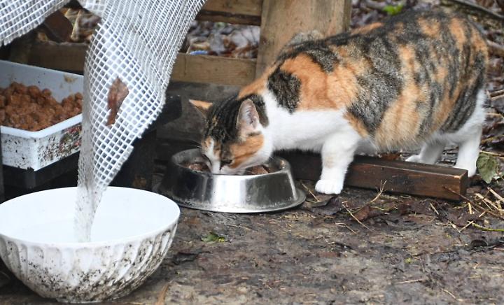 Un gatto alla Casa dell'Avvogatto