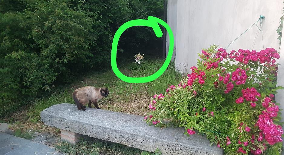 Impronte, Dna, tabulati telefonici, testimonianze: tutto quello che manca al suicidio sospetto di Raffaele