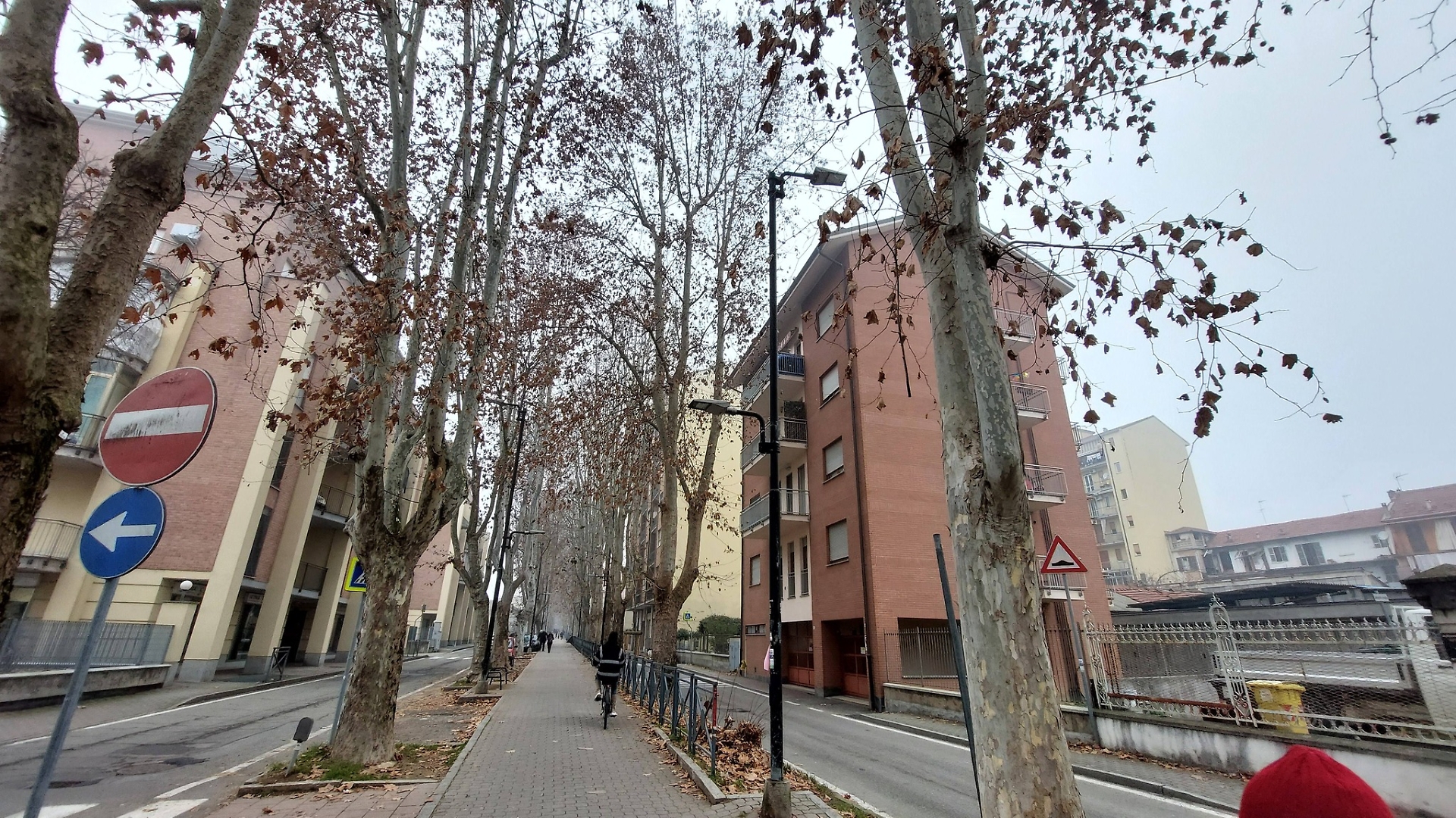 I platani di viale Pilone