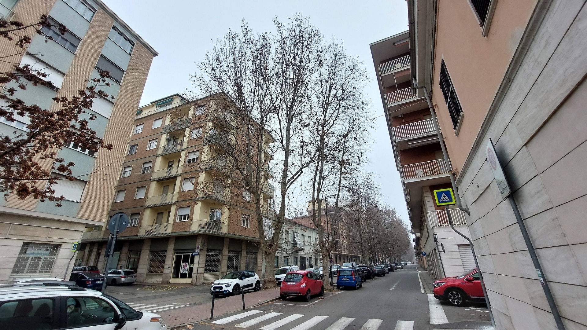 Platani di viale Pilone