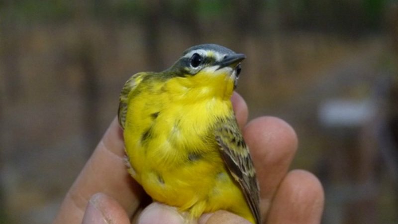 Passeggiata Nell Area Umida Del Paludosabato La Liberazione Di Animali Selvatici La Nuova Provincia