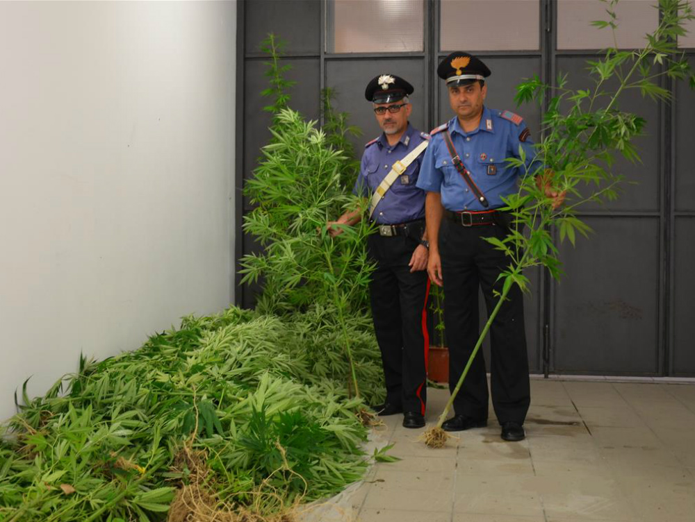 Coltivava 112 Piante Di Marijuanain Un Campo, Arrestato 41enne - La ...