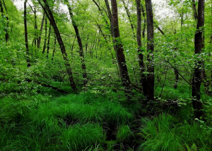 1-L’alneto di Lago Freddo, primavera 2020 (foto F. Correggia)