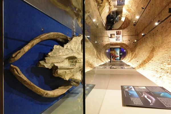 Scheletro esposto al museo paleontologico di Asti