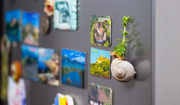 Succulent plant in a snail shell as a mangnet on the fridge