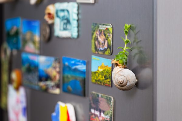 Succulent plant in a snail shell as a mangnet on the fridge