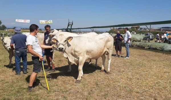 Fiera bovina 2021 Valfenera