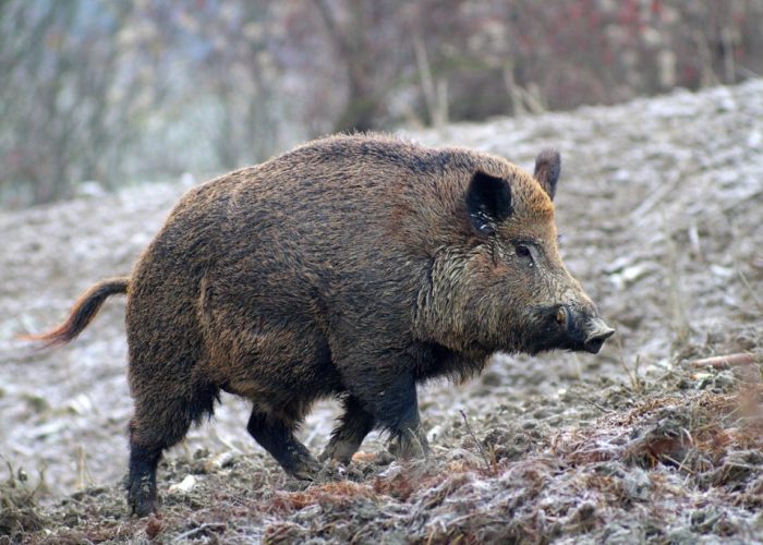 3-Cinghiale-dei-Monti-Sibillini-1