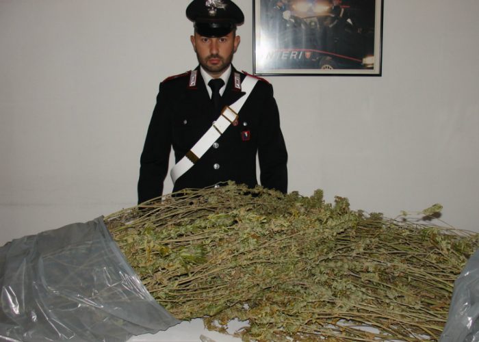 3,5 kg di marijuana in casa, arrestato artigiano 32enne di Castel Boglione